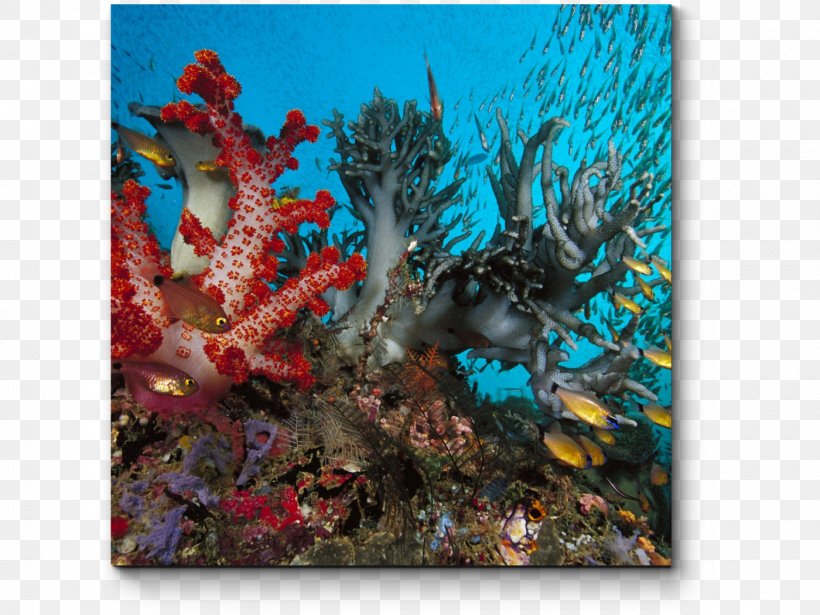 Coral Reef Underwater Deep Sea Creature Ocean, PNG, 1400x1050px, Coral Reef, Coral, Coral Reef Fish, Deep Sea Creature, Deep Sea Fish Download Free