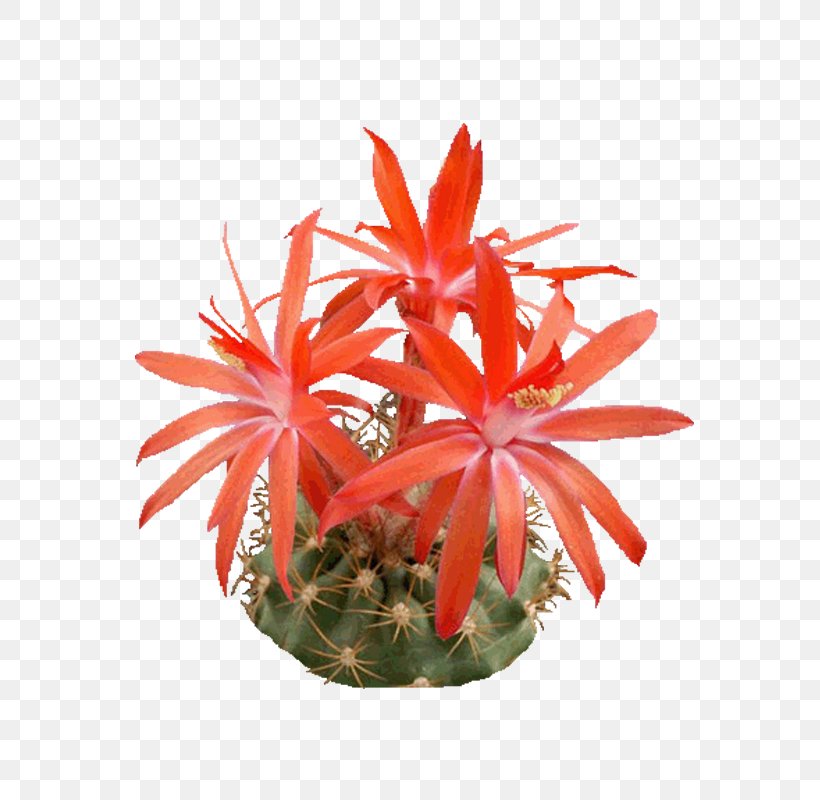 Epiphyllum Icon, PNG, 600x800px, Epiphyllum, Bonsai, Cactaceae, Cactus, Caryophyllales Download Free