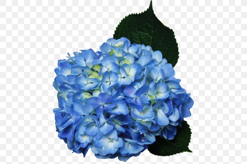 Flower Blue Hydrangea Hydrangeaceae Petal, PNG, 500x547px, Flower, Blue, Cornales, Cut Flowers, Hydrangea Download Free