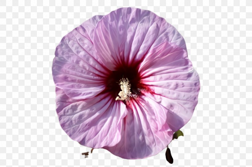 Flower Petal Violet Purple Pink, PNG, 2452x1632px, Flower, Flowering Plant, Hibiscus, Magenta, Petal Download Free
