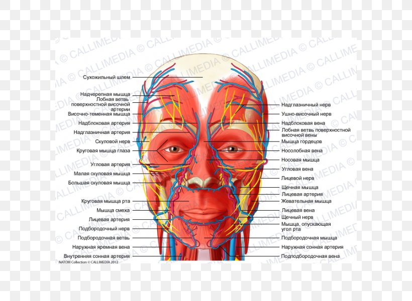 Head And Neck Anatomy Nerve Human Body Nervous System, PNG, 600x600px, Watercolor, Cartoon, Flower, Frame, Heart Download Free