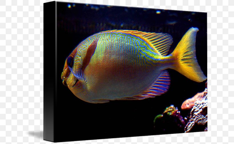 Aquarium Marine Biology Coral Reef Fish Marine Angelfishes, PNG, 650x506px, Aquarium, Biology, Coral, Coral Reef, Coral Reef Fish Download Free