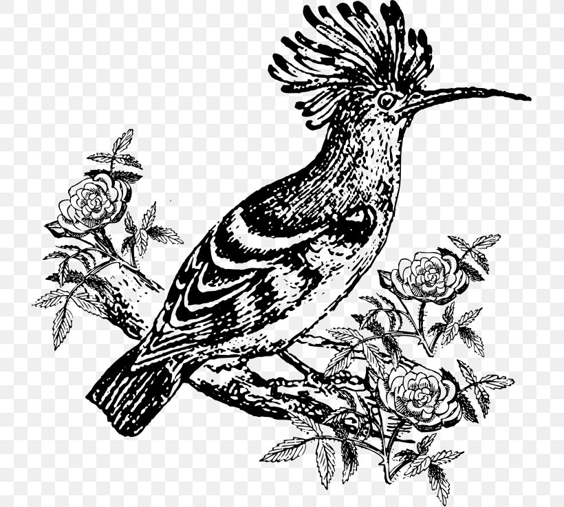Bird Drawing Hoopoe Clip Art, PNG, 727x737px, Bird, Art, Beak, Bird Of Prey, Black And White Download Free