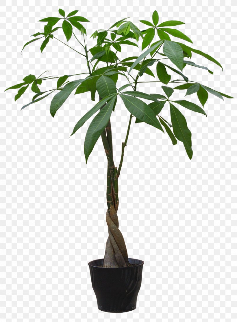 Guiana Chestnut Plant Flowerpot Bonsai Seed, PNG, 840x1140px, Guiana Chestnut, Bonsai, Flower, Flowerpot, Garden Download Free