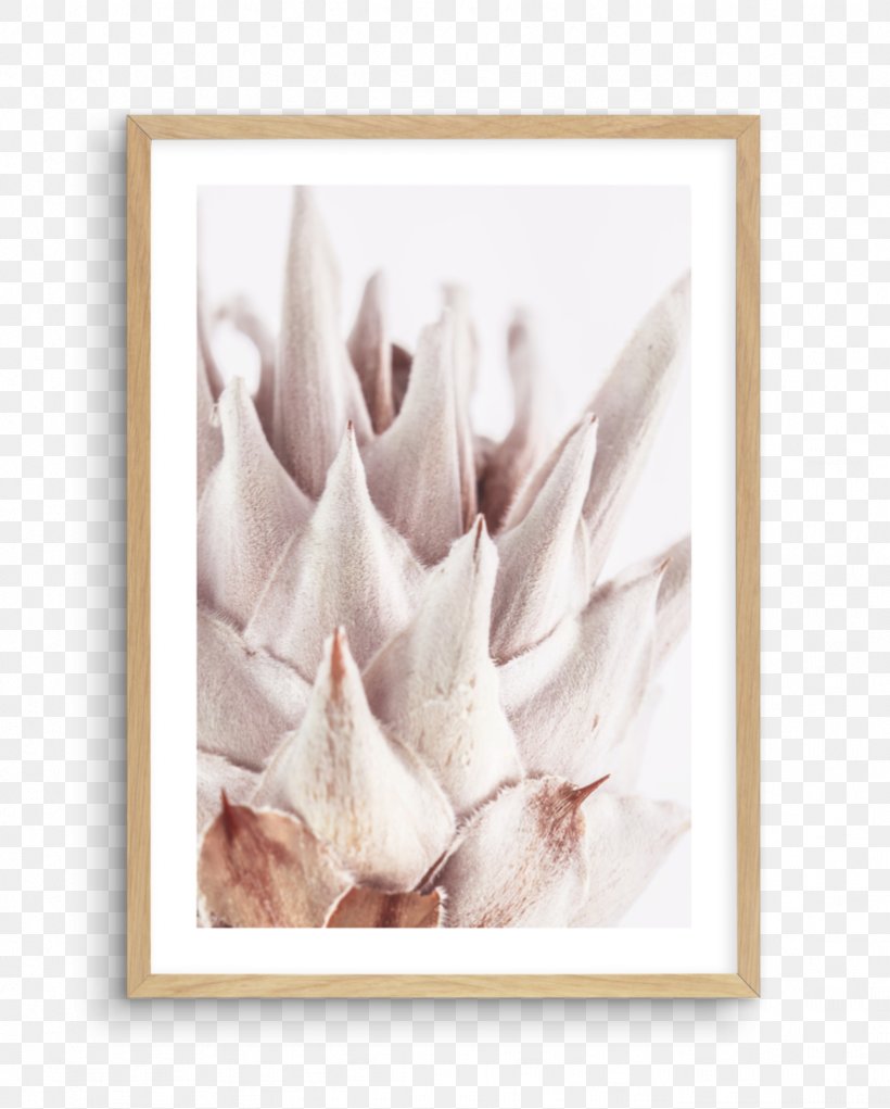 King Protea Fine Art Petal Flower, PNG, 821x1023px, Watercolor, Cartoon, Flower, Frame, Heart Download Free