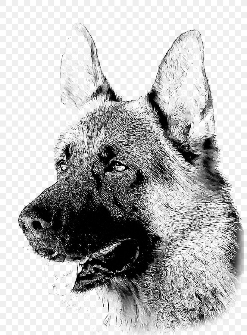 Kunming Wolfdog German Shepherd Saarloos Wolfdog Czechoslovakian Wolfdog Norwegian Elkhound, PNG, 800x1112px, Kunming Wolfdog, Black And White, Black Norwegian Elkhound, Breed, Carnivoran Download Free