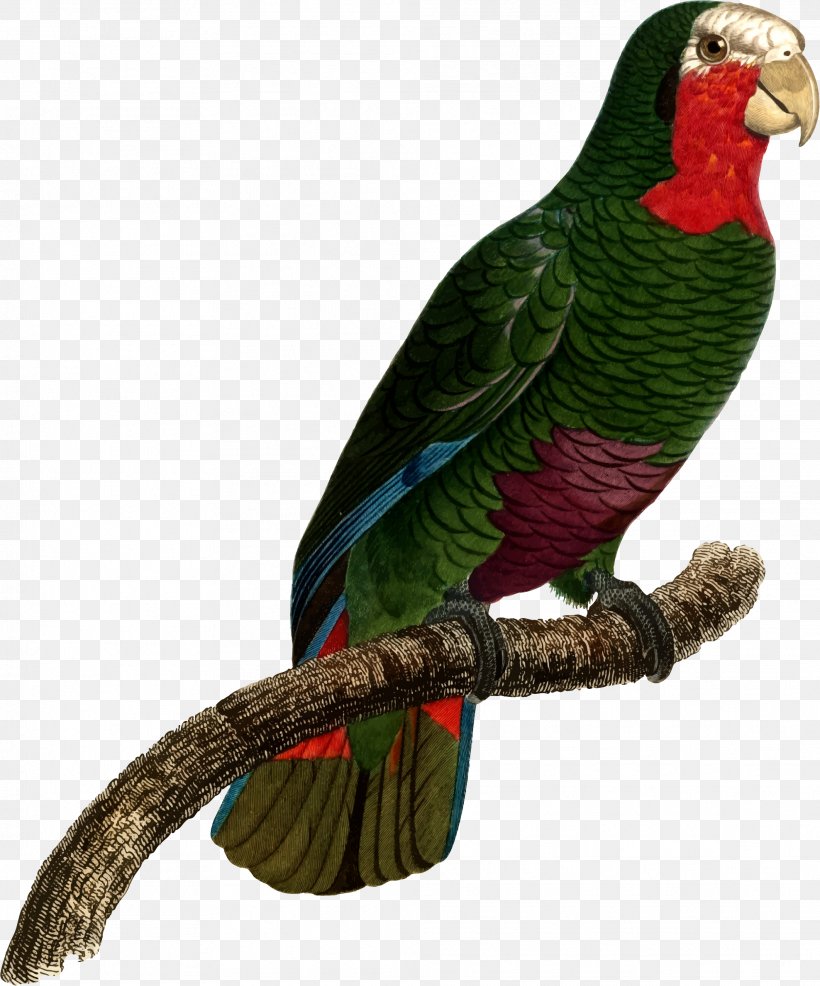 Macaw Parakeet Beak Clip Art, PNG, 1976x2377px, Macaw, Beak, Bird, Com, Common Pet Parakeet Download Free