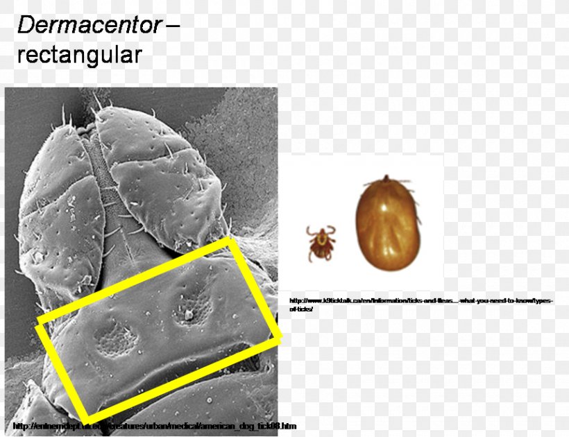 Organism, PNG, 860x661px, Organism Download Free