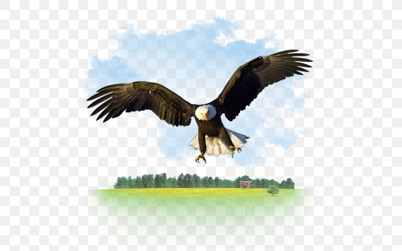 Bald Eagle Desktop Wallpaper High-definition Television, PNG, 512x512px, Bald Eagle, Accipitriformes, Beak, Bird, Bird Of Prey Download Free