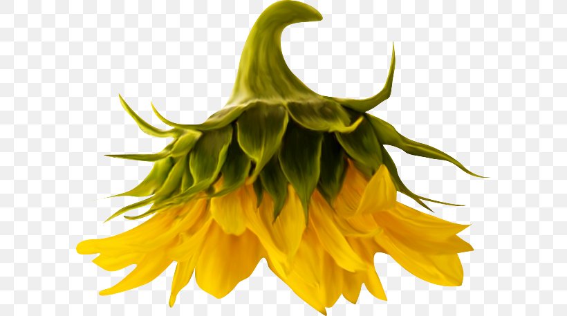 Common Sunflower PhotoScape Clip Art, PNG, 600x457px, Common Sunflower, Albom, Chart, Daisy Family, Diagram Download Free