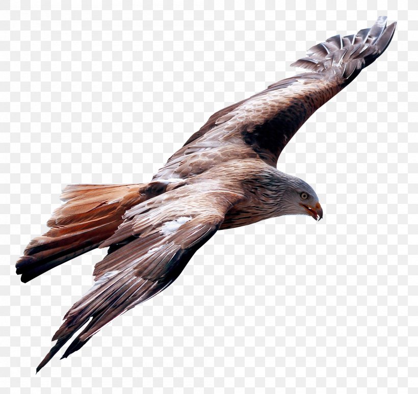 Flight Bird, PNG, 2000x1887px, Flight, Accipitriformes, Beak, Bird, Bird Of Prey Download Free