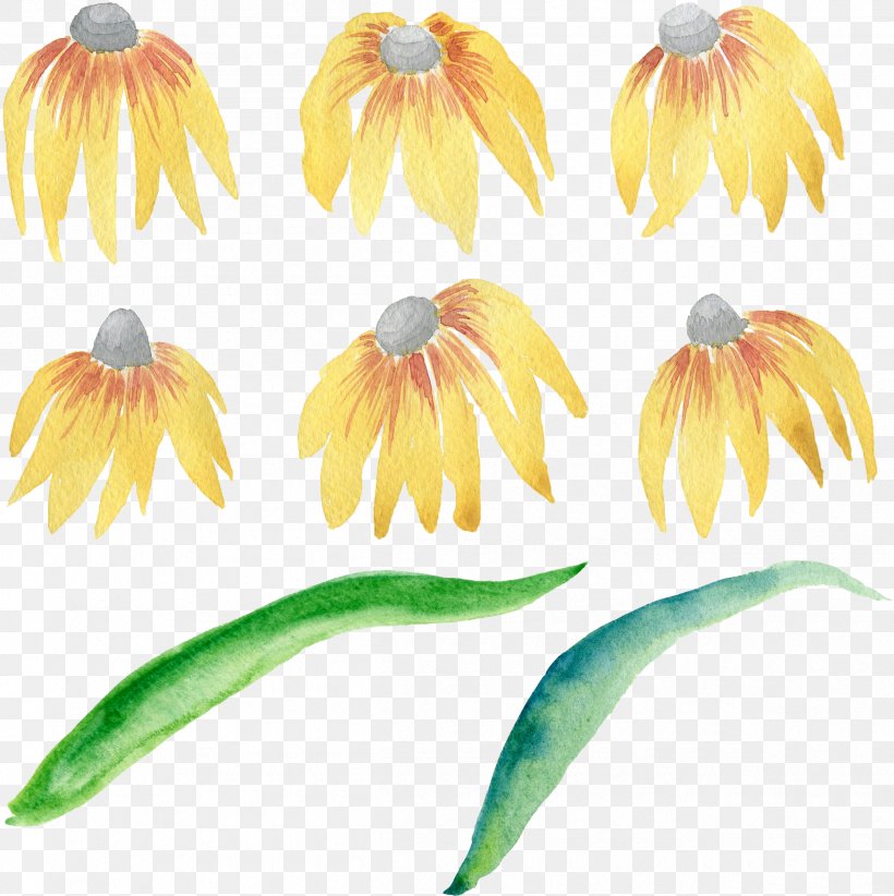 Flower Watercolor Painting Clip Art Image, PNG, 2415x2421px, Flower, Coneflower, Copyright, Cut Flowers, Daisy Download Free