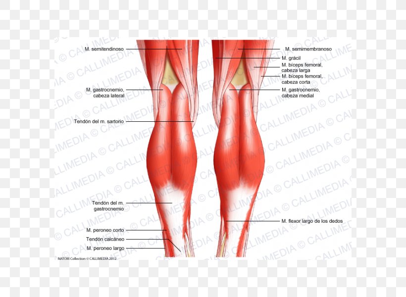 Knee Human Body Tendon Anatomy Diagram, PNG, 600x600px, Watercolor, Cartoon, Flower, Frame, Heart Download Free