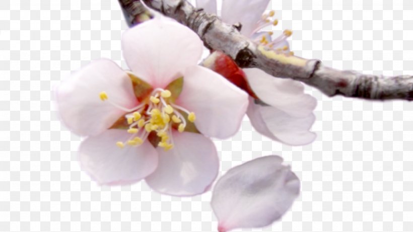 Moth Orchids Cherry Blossom Cut Flowers Petal, PNG, 1024x576px, Moth Orchids, Blossom, Branch, Cherry, Cherry Blossom Download Free