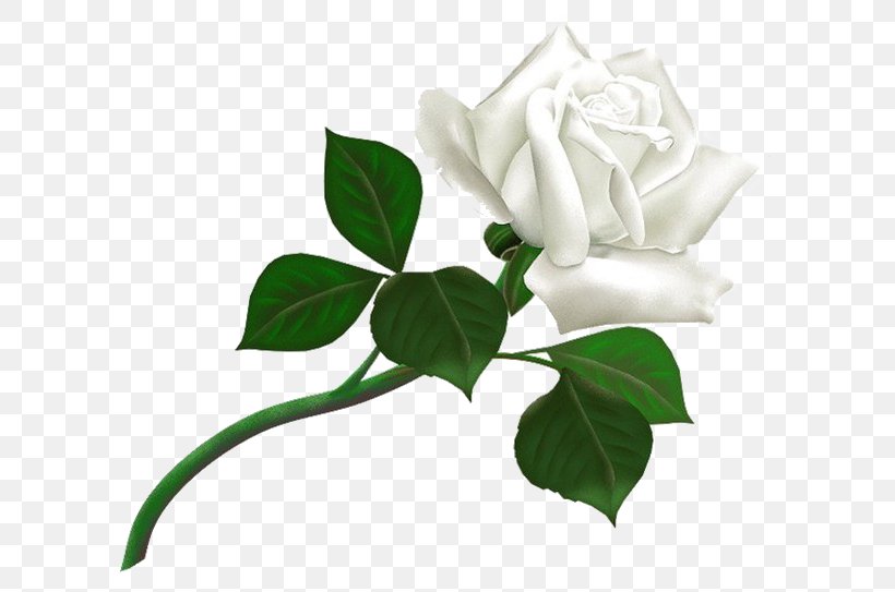 Rose White Clip Art, PNG, 600x543px, Rose, Cut Flowers, Flora, Flower, Flowering Plant Download Free