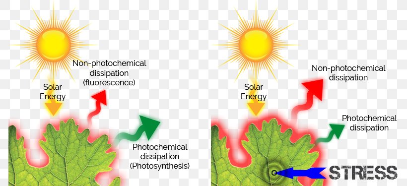 Chlorophyll Fluorescence Photosynthesis Kautsky Effect, PNG, 785x375px, Chlorophyll Fluorescence, Biological Pigment, Biology, Chemosynthesis, Chlorophyll Download Free