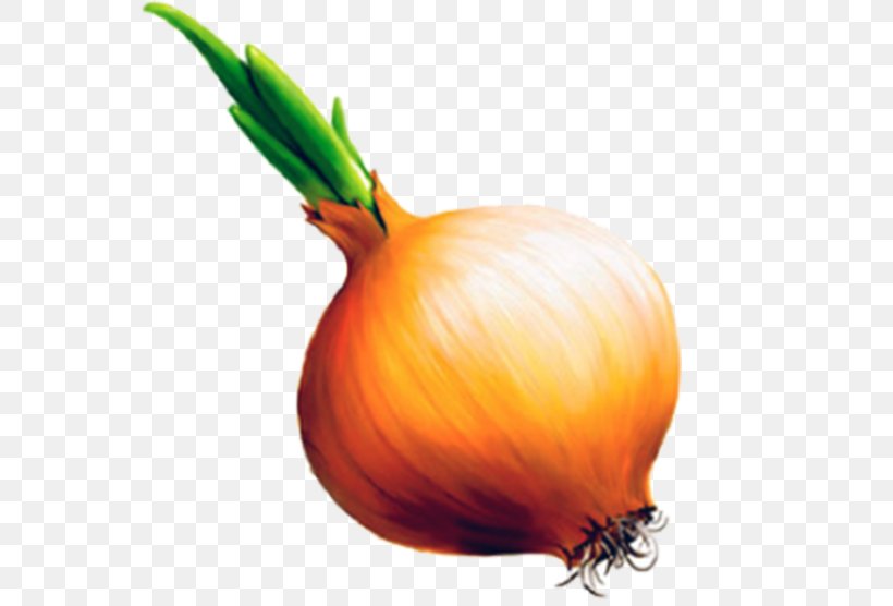 Onion Clip Art JPEG Bulb, PNG, 600x556px, Onion, Bulb, Cucurbita, Food, Fruit Download Free