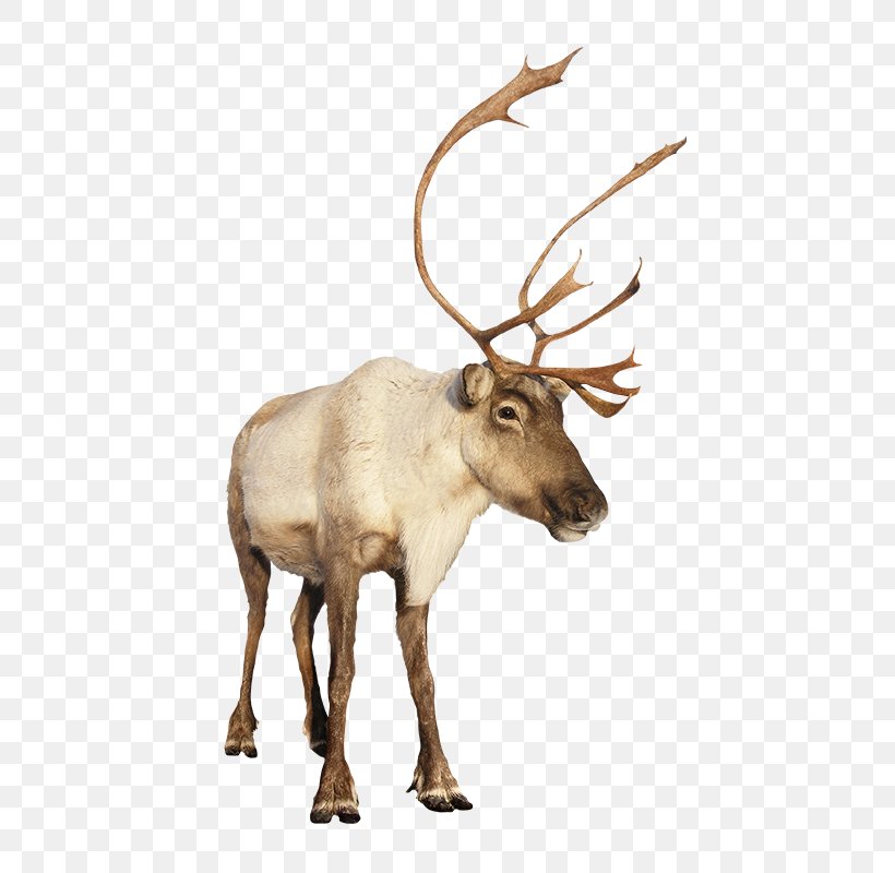 Reindeer Rudolph Christmas Moose, PNG, 650x800px, Reindeer, Antler, Christmas, Deer, Elk Download Free