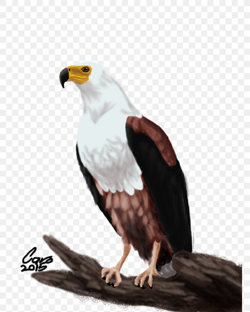 Bald Eagle Bird African Fish Eagle White-tailed Eagle, PNG, 768x1024px, Bald Eagle, Accipitriformes, African Fish Eagle, Beak, Bird Download Free