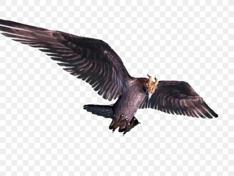 Bird Flight Vulture, PNG, 1000x752px, Bird, Accipitriformes, Beak, Bird Flight, Bird Of Prey Download Free
