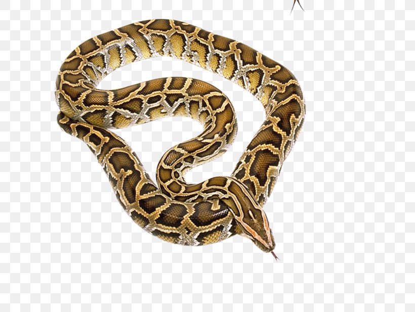 Boa Constrictor Hognose Snake Reptile Rattlesnake, PNG, 699x617px, Boa Constrictor, Animal, Boas, Boinae, Cobra Download Free