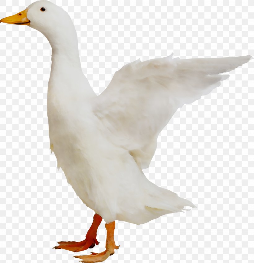 Duck Goose Chicken Bird Grey Geese, PNG, 2932x3040px, Duck, Animal Figure, Beak, Bird, Chicken Download Free