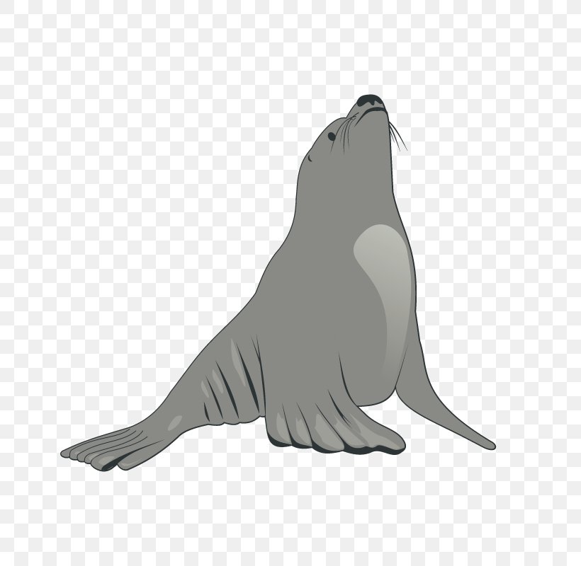 Earless Seal Sea Lion Clip Art, PNG, 800x800px, Earless Seal, Animal Show, Aquatic Animal, Beak, Bird Download Free