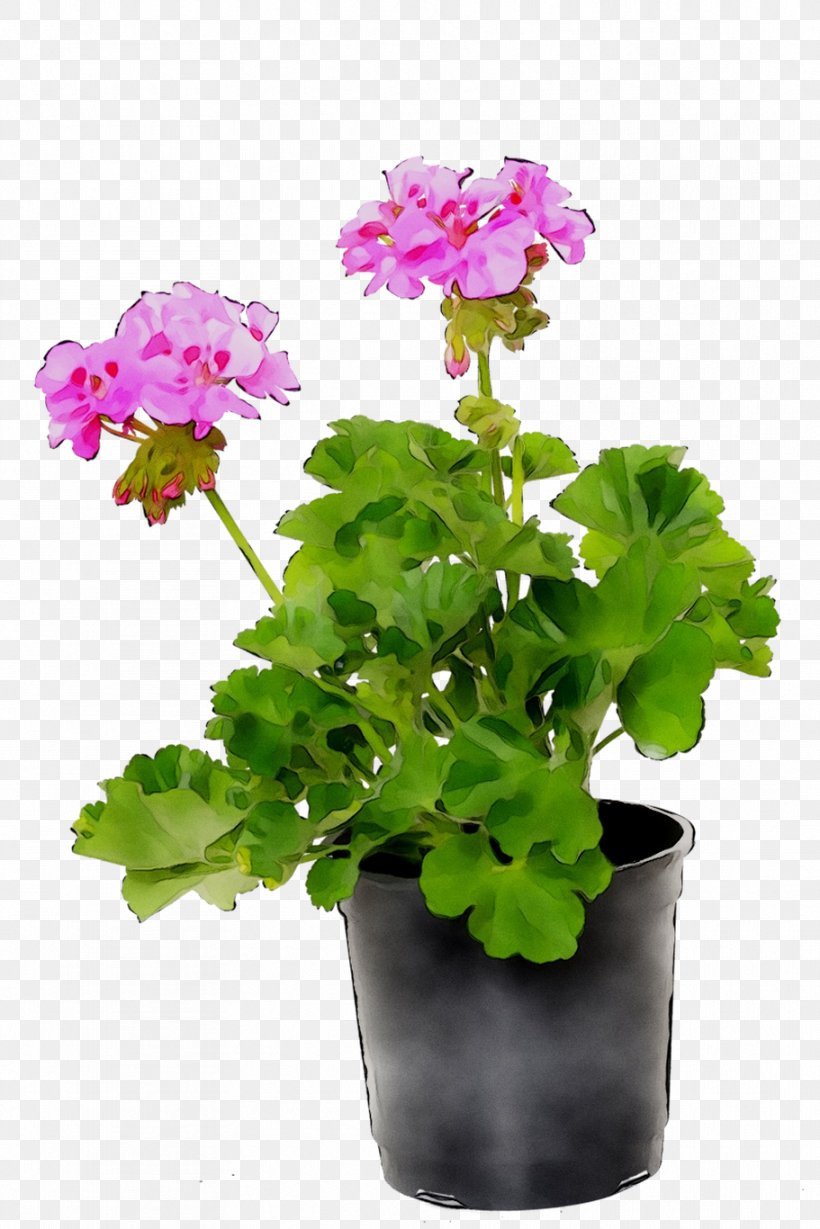 Flowerpot Houseplant Annual Plant Geraniums Primrose, PNG, 911x1366px, Flowerpot, Annual Plant, Cut Flowers, Flower, Flowering Plant Download Free