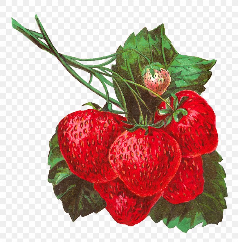 Strawberry Fruit Clip Art, PNG, 1551x1575px, Strawberry, Apple, Berry, Decoupage, Digital Image Download Free