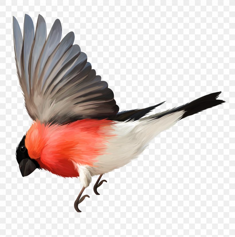 Bird Flight Beak Bird Flight Feather, PNG, 2406x2429px, Bird, Animal, Beak, Bird Flight, Cardinal Download Free