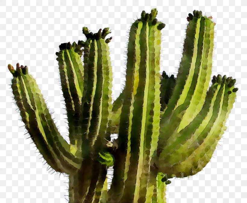 Cactus Succulent Plant Saguaro Thorns, Spines, And Prickles Flowering Plant, PNG, 1460x1205px, Cactus, Acanthocereus, Acanthocereus Tetragonus, Barbary Fig, Botany Download Free