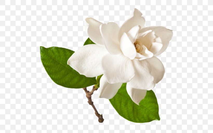 Cape Jasmine Stock Photography Gardenia Thunbergia Flower Clip Art, PNG, 512x512px, Cape Jasmine, Can Stock Photo, Cut Flowers, Floral Scent, Flower Download Free