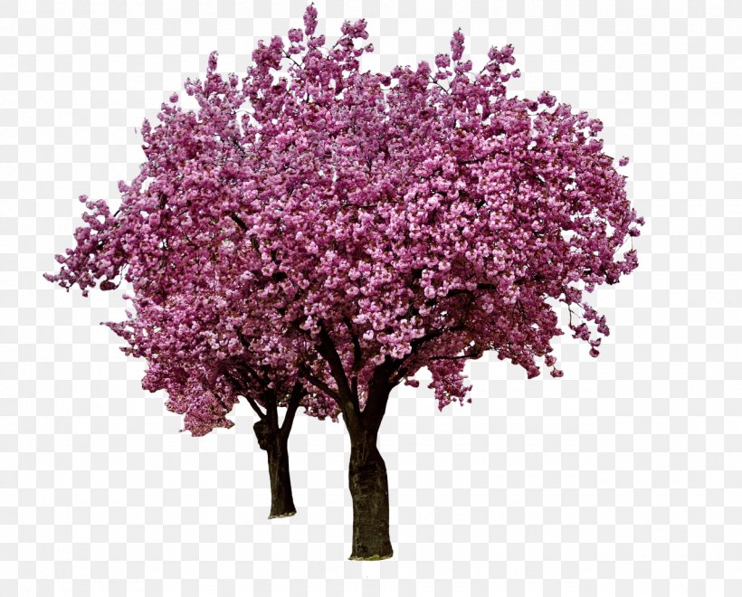 Clip Art, PNG, 1280x1031px, Autocad Dxf, Blossom, Branch, Cerasus, Cherry Blossom Download Free
