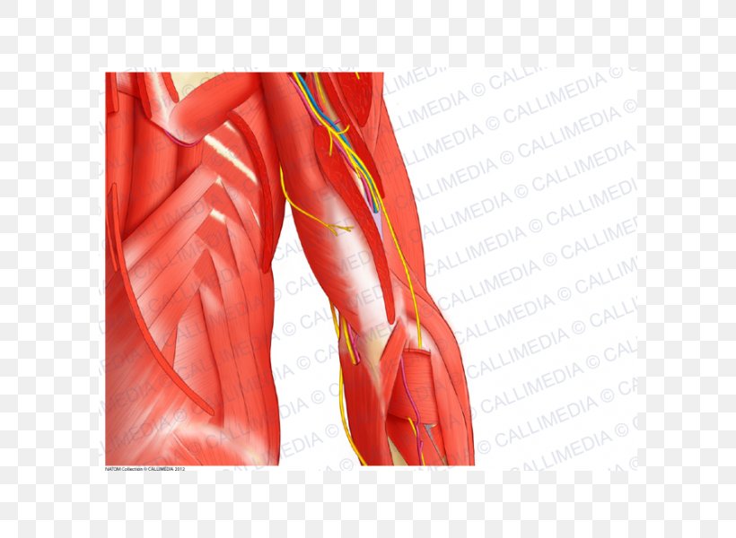 Deltoid Muscle Shoulder Nerve Arm, PNG, 600x600px, Watercolor, Cartoon, Flower, Frame, Heart Download Free