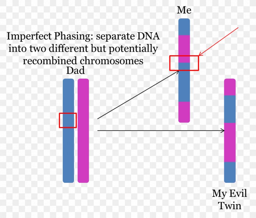 DNA GEDmatch Chromosome Angle, PNG, 930x793px, Dna, Area, Brand, Chromosome, Diagram Download Free