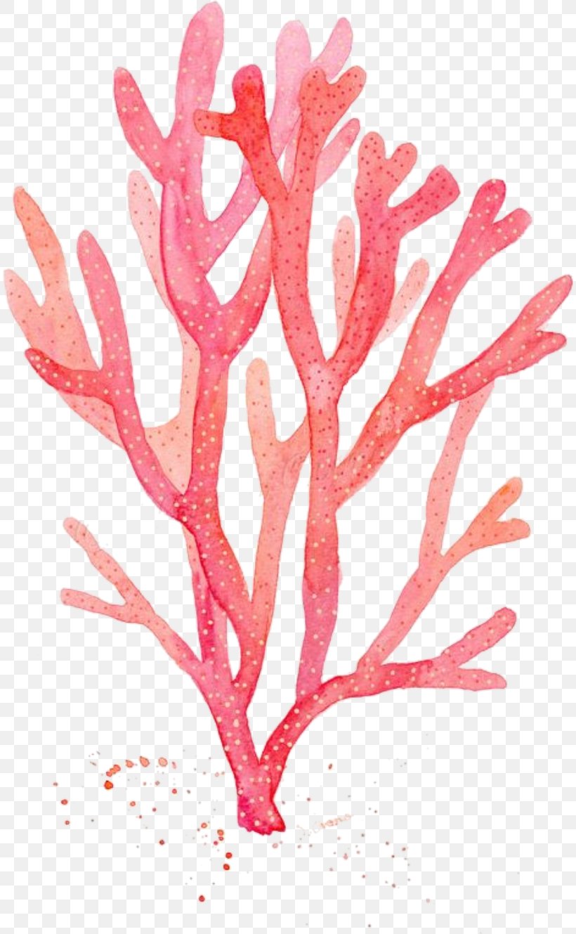 Red Coral Watercolor Painting Drawing Algae, PNG, 812x1329px, Coral, Alcyonacea, Algae, Aquarium Decor, Art Download Free