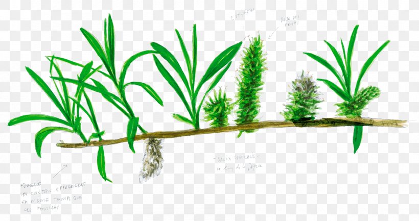 Salix Viminalis Tree Arecaceae Branch Leaf, PNG, 1800x951px, Salix Viminalis, Aquarium Decor, Arecaceae, Arecales, Basket Weaver Download Free