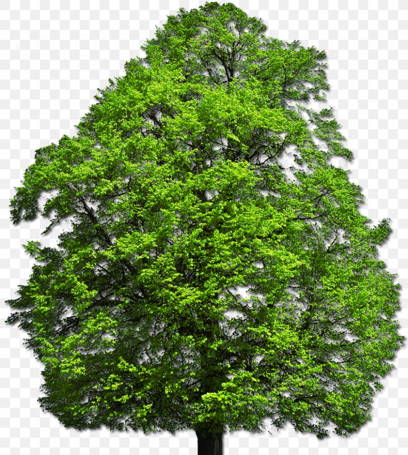 Shrub Tree Desktop Wallpaper Plant, PNG, 846x945px, Shrub, Biome, Branch, Data, Deviantart Download Free