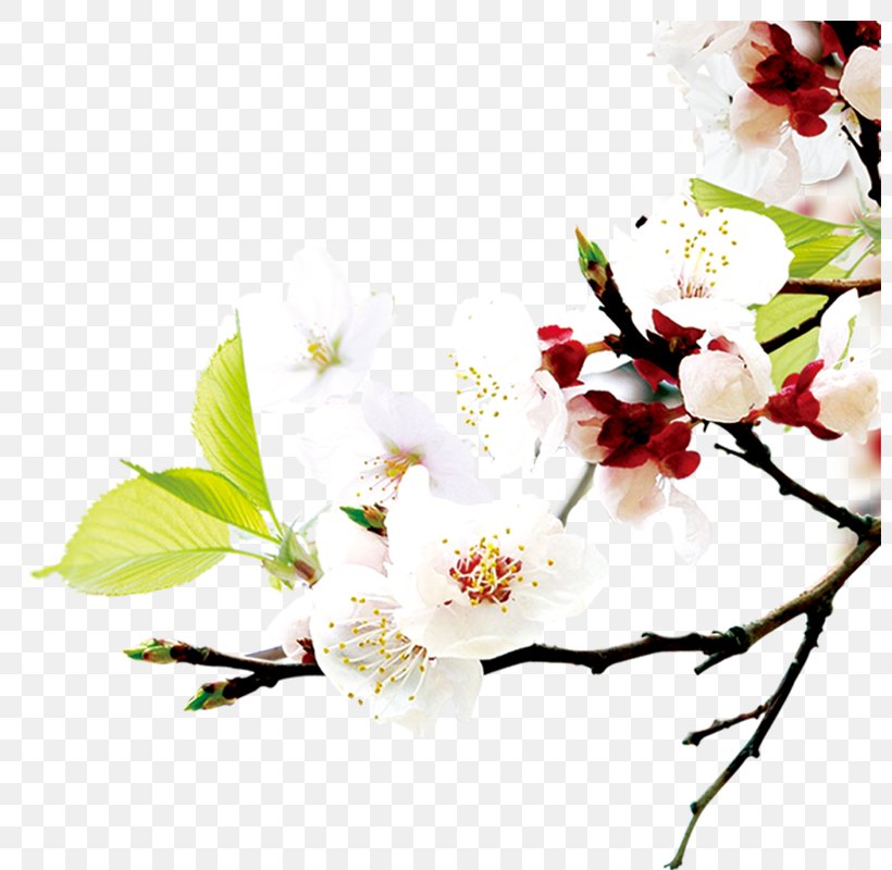World Wide Web Icon, PNG, 800x800px, World Wide Web, Blossom, Branch, Cherry Blossom, Computer Program Download Free