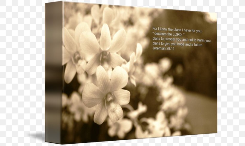 Desktop Wallpaper Computer White Wallpaper, PNG, 650x489px, Computer, Black And White, Blossom, Flower, Petal Download Free