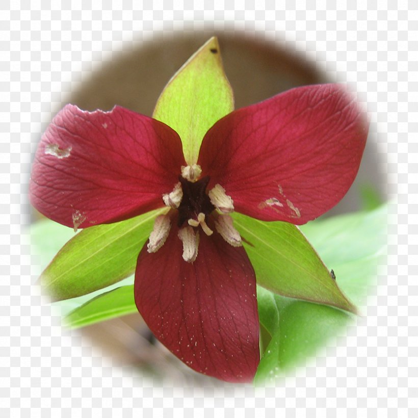 Red Trillium Glass Fiber Therapy Petal Herboristerie Plaisir Santé, PNG, 833x833px, Glass Fiber, Birthroots, Chakra, Elixir, Fiber Download Free