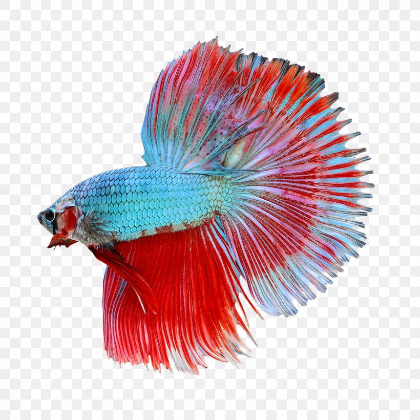 Siamese Fighting Fish Veiltail, PNG, 1200x1200px, Veiltail, Aquarium, Beak, Feather, Fin Download Free