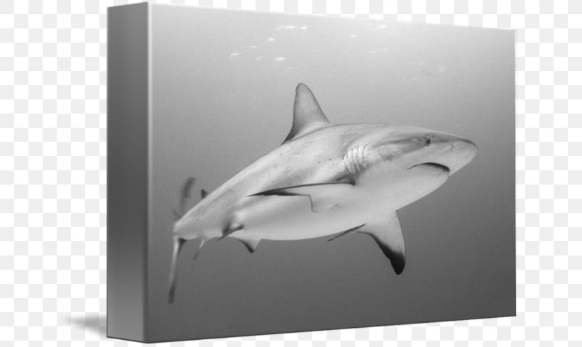 Tiger Shark Great White Shark Requiem Sharks, PNG, 650x489px, Tiger Shark, Biology, Black And White, Carcharhiniformes, Cartilaginous Fish Download Free
