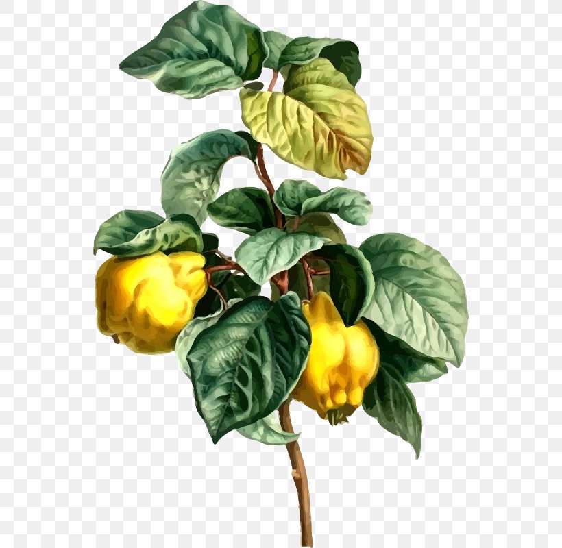 Artist Painter, PNG, 548x800px, Artist, Art, Bell Peppers And Chili Peppers, Botanical Illustration, Botany Download Free