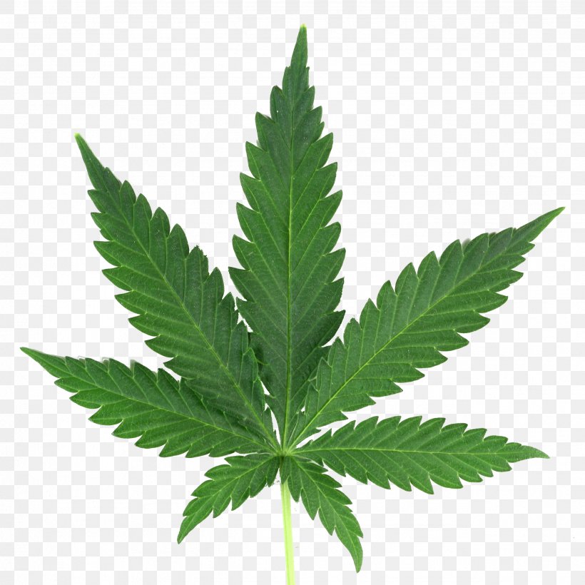 Cannabis Cultivation Leaf Spots Medical Cannabis, PNG, 2544x2544px, 420 Day, Cannabis, Blunt, Cannabis Ruderalis, Cannabis Smoking Download Free