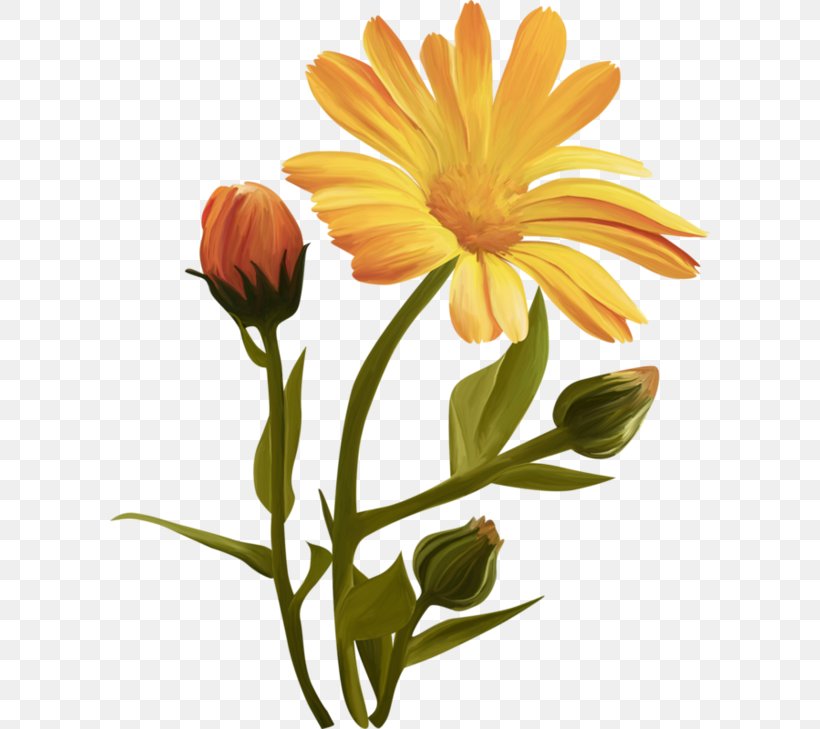 Flower Linkback Clip Art, PNG, 600x729px, Flower, Calendula, Calendula Officinalis, Chrysanths, Common Sunflower Download Free