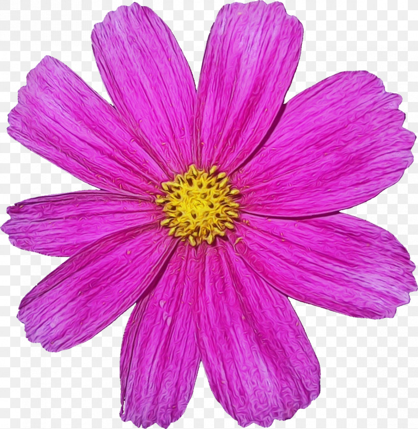 Flower Petal Plant Pink Violet, PNG, 1169x1200px, Watercolor, Cosmos, Cut Flowers, Daisy Family, Flower Download Free