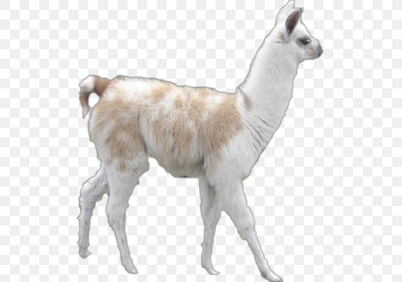 Llama Alpaca Goat Clip Art, PNG, 507x575px, Llama, Alpaca, Alpaca Fiber, Animal Figure, Camelid Download Free
