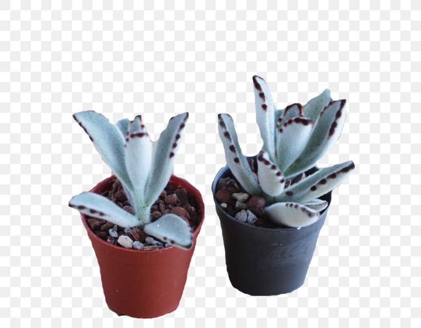Agave Citroën Cactus M Flowerpot INAV DBX MSCI AC WORLD SF Aloe Vera, PNG, 640x640px, Agave, Aloe, Aloe Vera, Cactus, Flowerpot Download Free