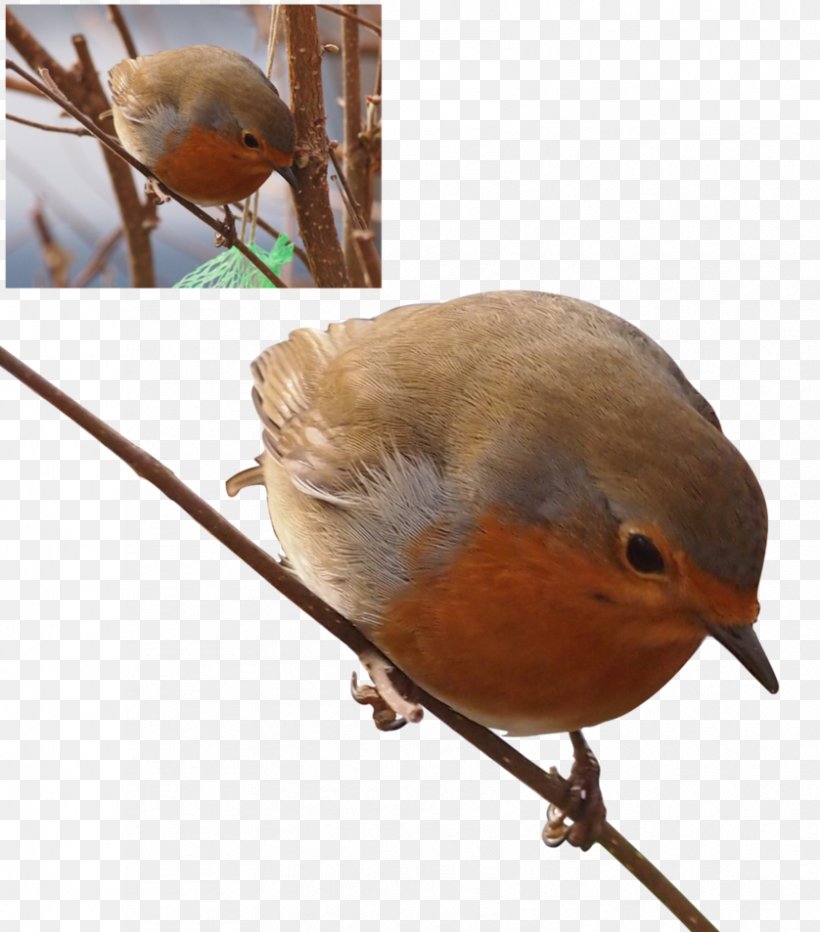 European Robin Bird Common Nightingale Finches Sparrow, PNG, 838x953px, European Robin, American Robin, American Sparrows, Art, Artist Download Free